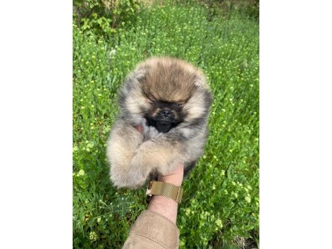 Ayıcık surat pomeranian boo erkek yavru