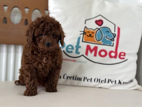 Ankarada ziyarete açık redbrown toy poodle lar