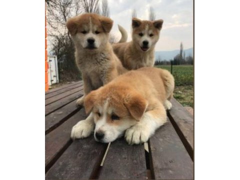 Irk ve sağlık garantili japon akita yavrular