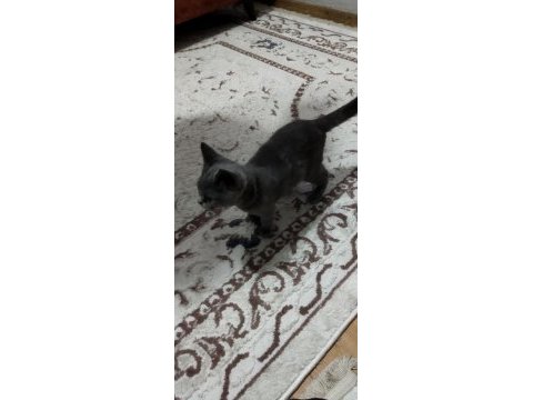 3.5 aylık dişi british shorthair