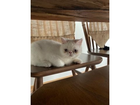 Kar beyazı exotic shorthair bebeğimiz