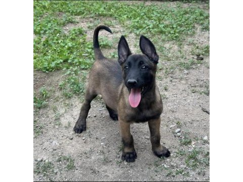 A kalite erkek ve dişi belçika malinois