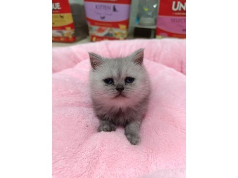 Scottish fold ve scottish straight yavrularım