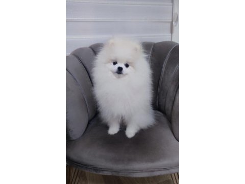 Orijinal pomeranian boo