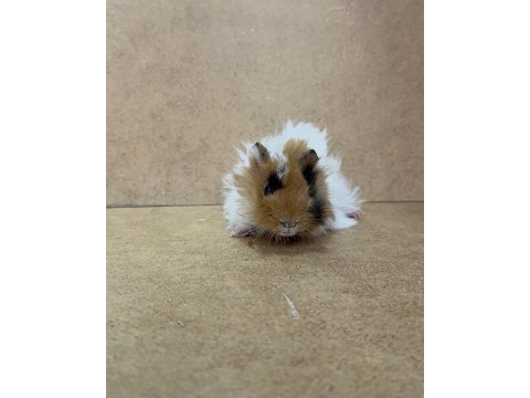 Ginepig yavrularımız gün içi gönderim sağlanmaktadır