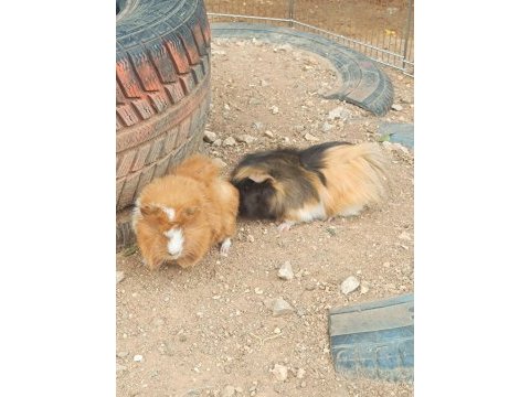 Guinea pigler