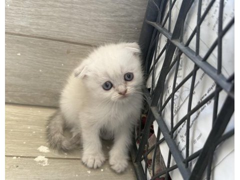 Scottish fold longhair yavrular