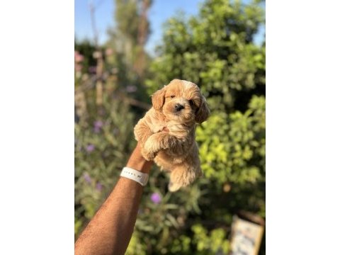 Maltipoo bebeklerimiz