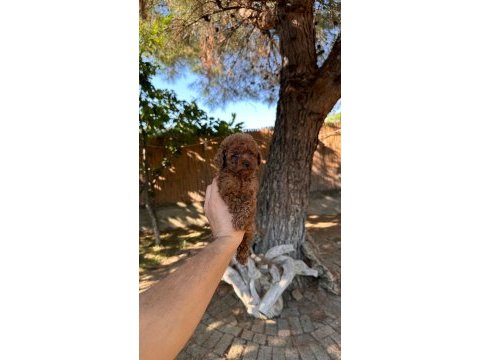 Sağlık ve ırk garantili toy poodle yavrularımız 