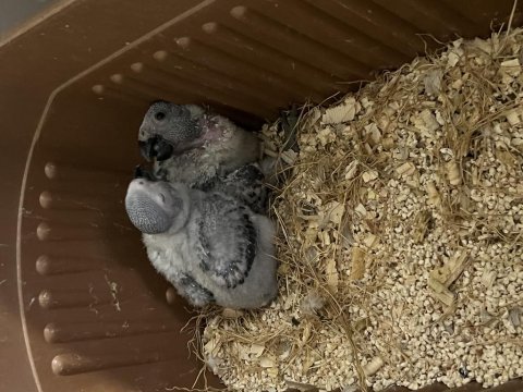 Bebek jako papağanı