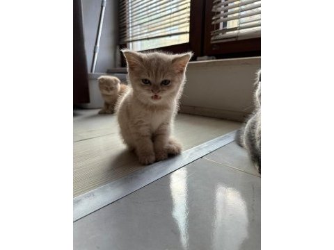 Çok sevecen british kedimiz