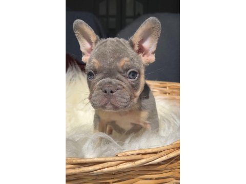 Kaliteli güzel yavru french bulldog