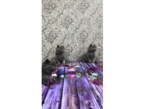 British shorthair ve longhair 2 aylık yavrular