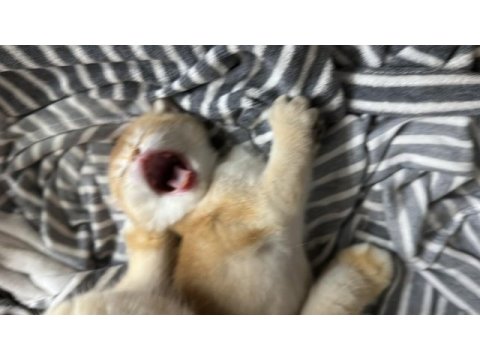 British shorthair ny 12 dişi full şecereli