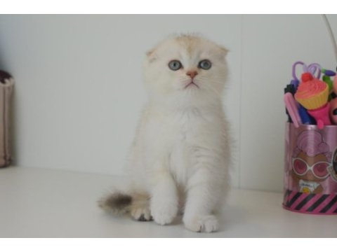 Scottish fold silver safkan yavrumuz