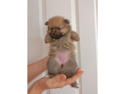 Pomeranian yavrumuz