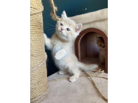 British shorthair lilac erkek