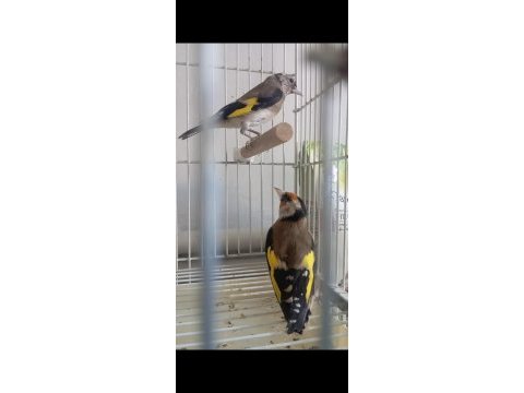 Dişi ve erkek saka yavru kuşlarım