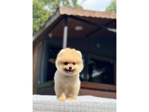 Sağlık ve ırk garantili pomeranian nadir renk