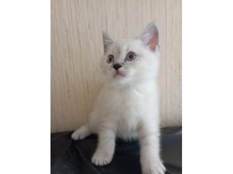 British shorthair yavrular