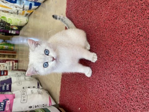 British shorthair erkek