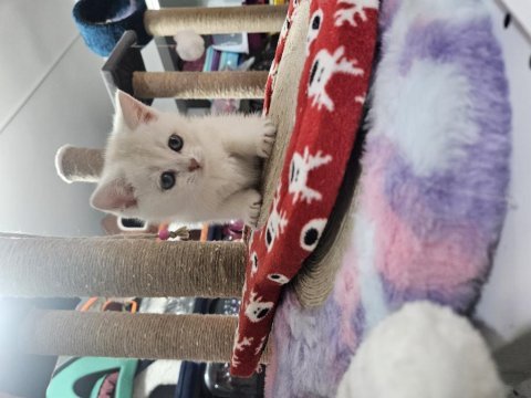 Veteriner kontrolünde teslim edilecek british shorthair