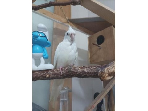 2 aylık albino kırmızı göz sultan papağanı