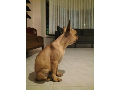 6 aylık dişi coco fawn french bulldog