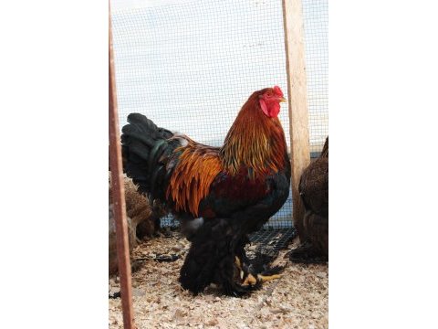 Gold brahma kuluçkalık yumurta & civciv