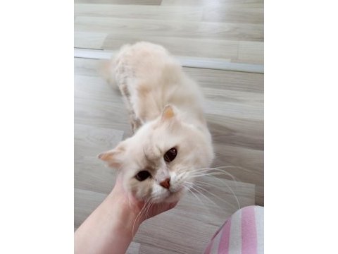 British longhair cana yakın