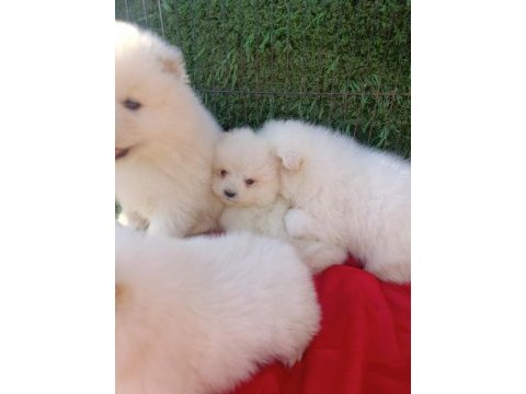 Kar beyaz samoyed yavrular teslime hazır