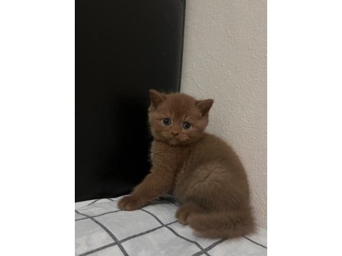 Cinnamon british shorthair
