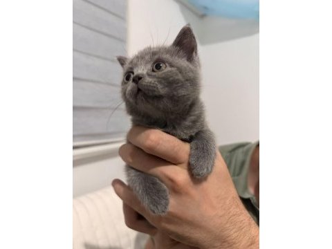 British shorthair 2 erkek ve 1 dişi yavru a kalite