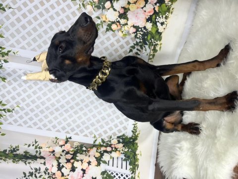 Operasyonlu asil doberman kanlar