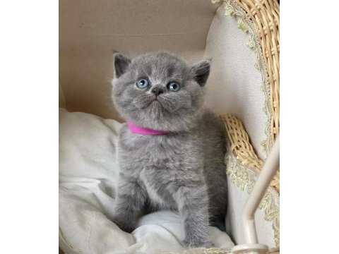Ayı surat brıtısh shorthair yavrularım 