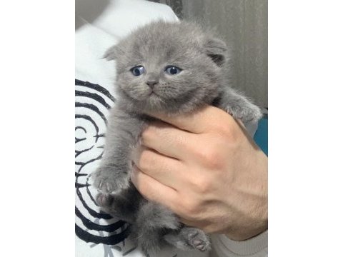 Evden safkan harika scottish fold yavrular