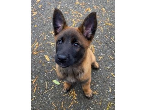 Malinois yavru köpekler