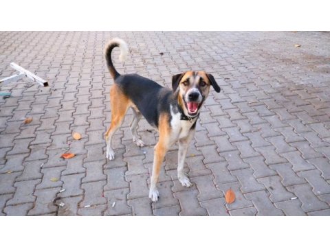 Köpeğimiz fındıka sevgi dolu bir yuva arıyoruz