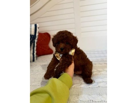 Toy poodle yavrularımız kilo garantili
