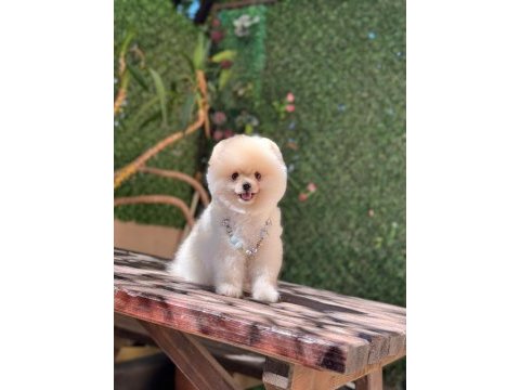 Sağlık ve ırk garantili pomeranian