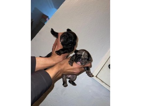 Egzotik ve standart fransız bulldog