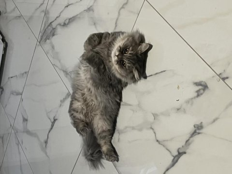 2 yaşında chinchilla cinsi kedimiz