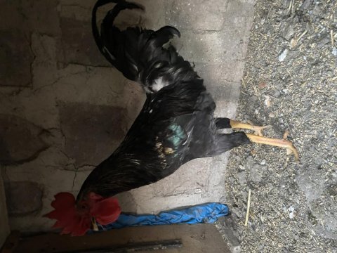 Besili köy horozu damızlık ve kesmelik