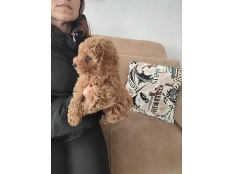 Toy poodle yavrular izmir