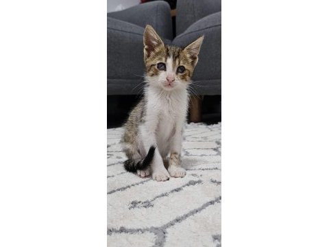 Bakıma ihtiyacı var kedimizin