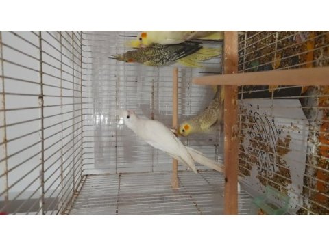Ev beslemesi sultan papağanları