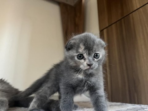 8 haziran doğumlu scottish fold
