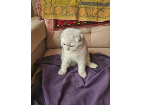 Harika scottish fold evladınız ücretlidir