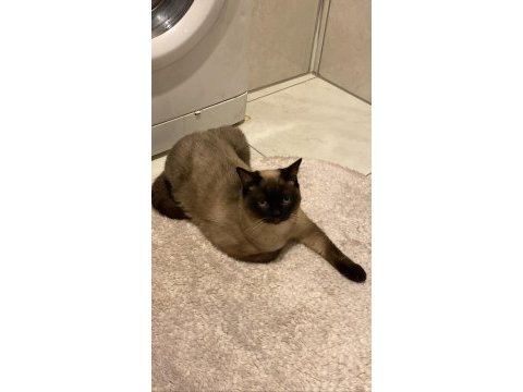 British shorthair kedimiz