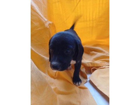 Birbirinden güzel fino köpekler